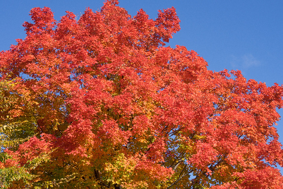 AXA Geschäftsstelle Holger Blansch aus Brühl